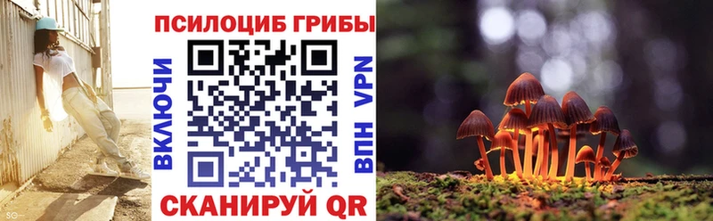 купить   Карабаново  Галлюциногенные грибы Psilocybine cubensis 